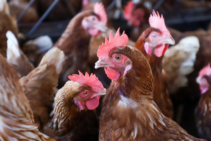 DB943DD1 ED58 4226 A4A6 74CC39631560