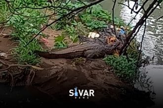 caiman
