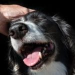acariciarperros