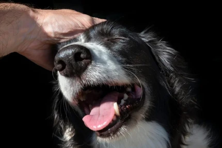 acariciarperros